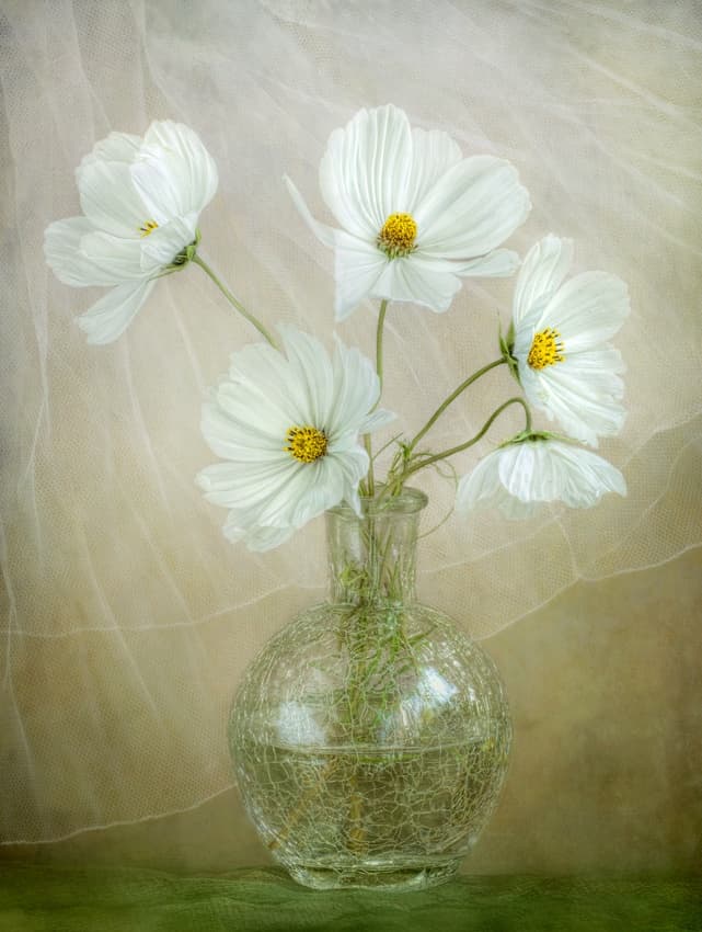 Cosmos breeze by Mandy Disher — canvas wall art