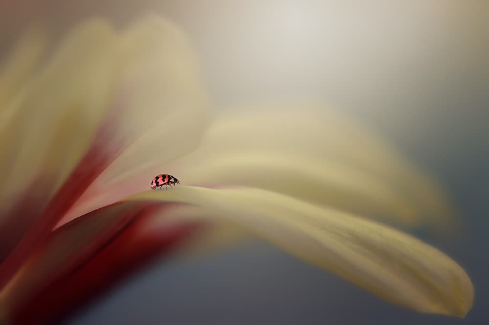 Red Ladybug Petal by Edy Pamungkas — canvas wall art