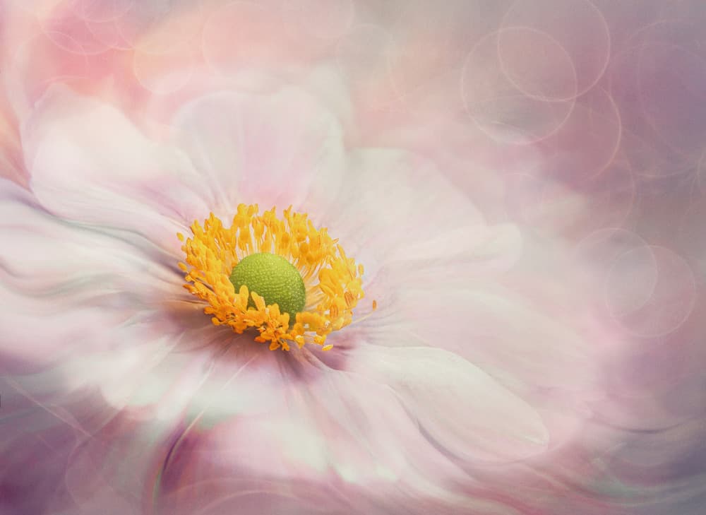Soft Pastel Bloom by Mia Meng — canvas wall art