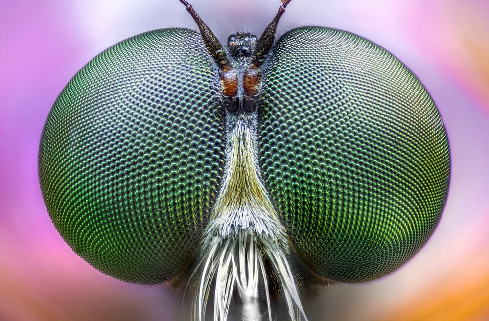 Mesmerizing Green Insect Eyes by Alberto Ghizzi Panizza — canvas wall art