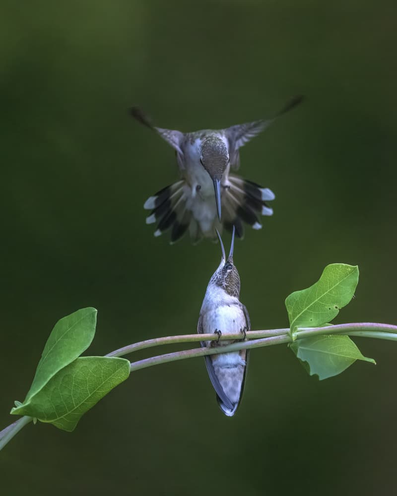 Hummingbird Feeding Moment by Deming W — canvas wall art