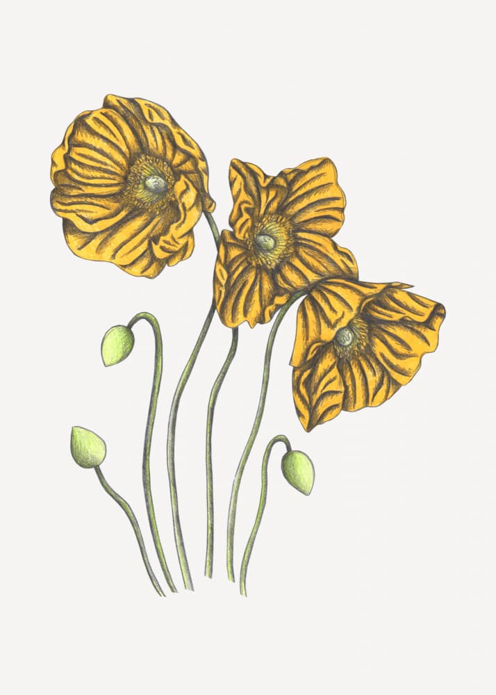 Golden Poppy Blooms by Cecilia Battaini — canvas wall art