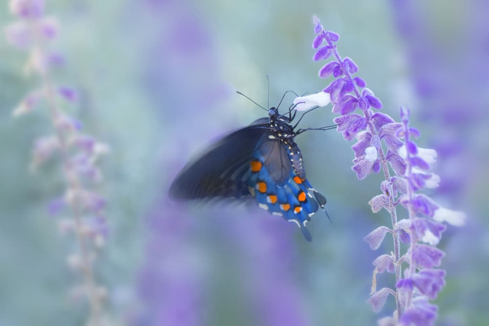 Vibrant Butterfly Dream by Qing Zhao — canvas wall art