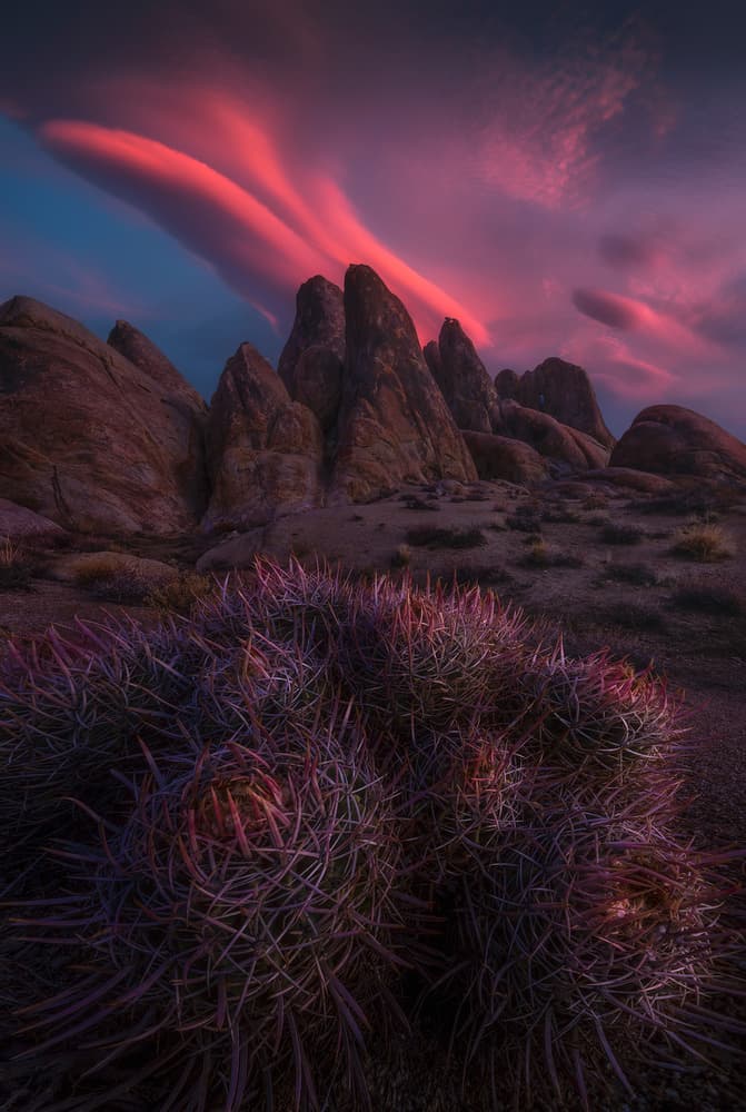 Pink Sky Desert Cactus by Ryan Dyar — canvas wall art
