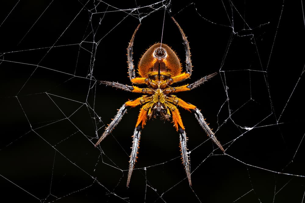 Intricate Spider Web by Milan Zygmunt — canvas wall art