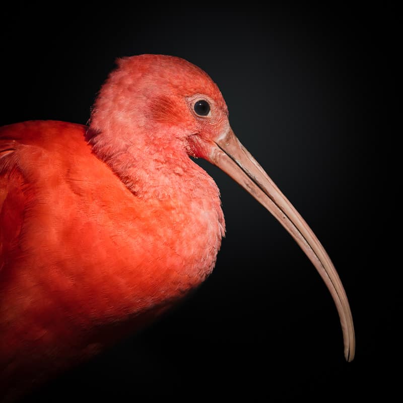 Elegant Scarlet Ibis by fegari — canvas wall art