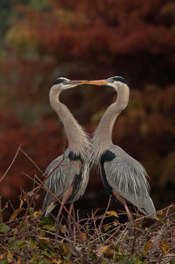 Loving Herons Heart by Fabiola Forns — canvas wall art