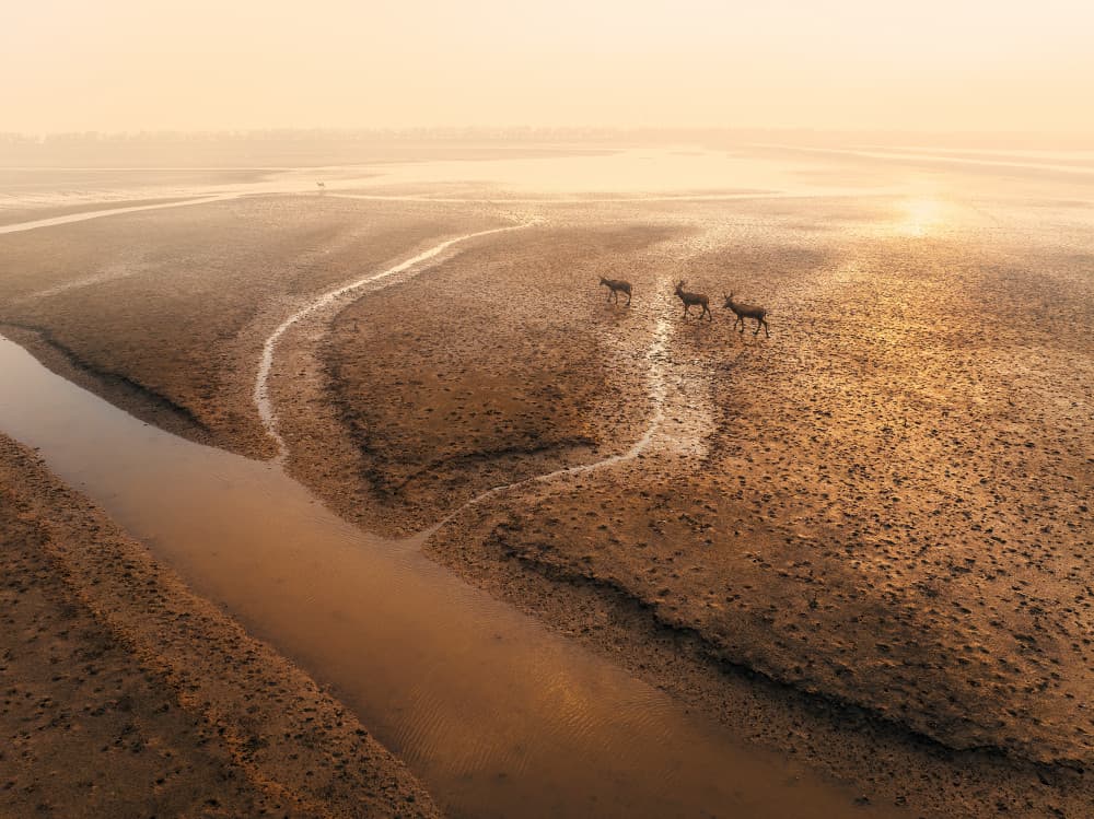 Golden Hour Deer on Mudflats by Bingo Z — canvas wall art