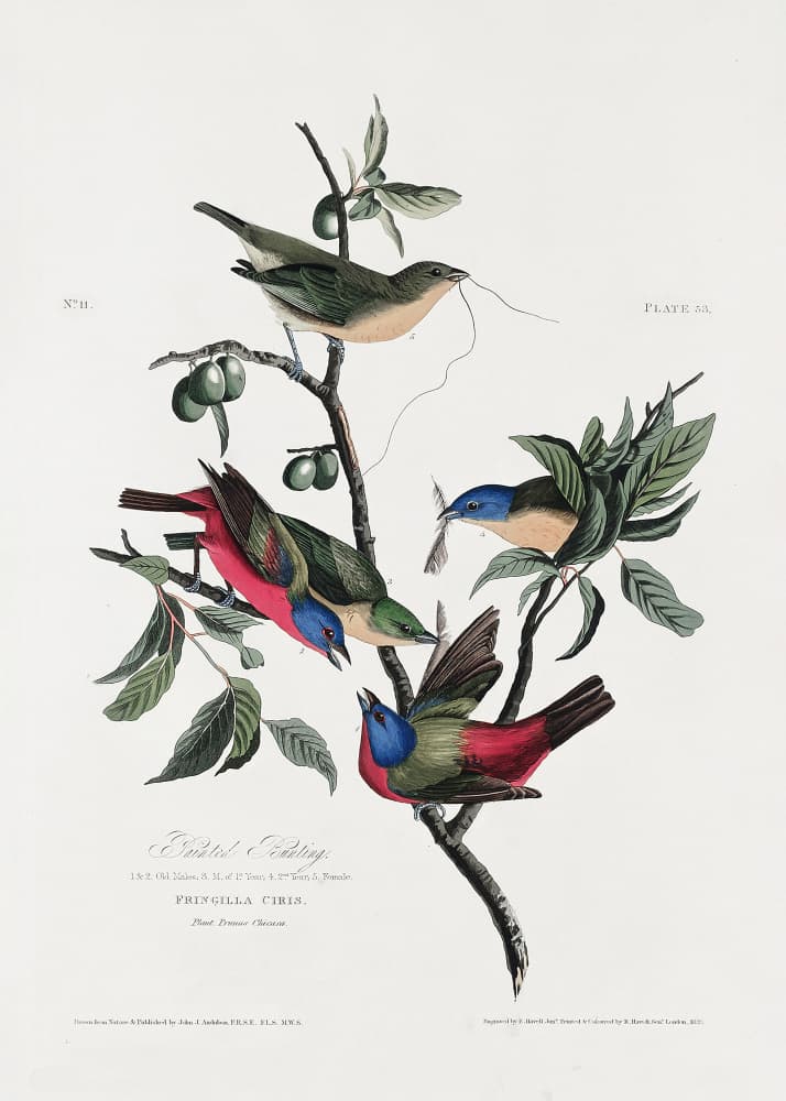 Painted Finch From Birds of America (1827) by John James Audubon — canvas wall art