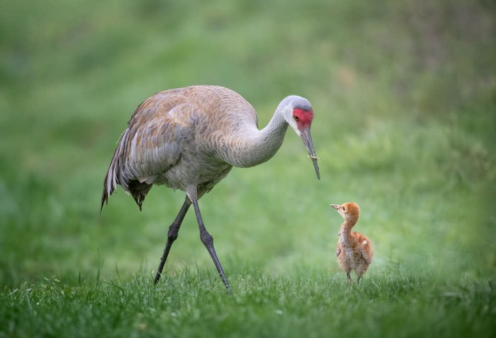 Sandhill Crane and Chick by Larry Deng APA — canvas wall art
