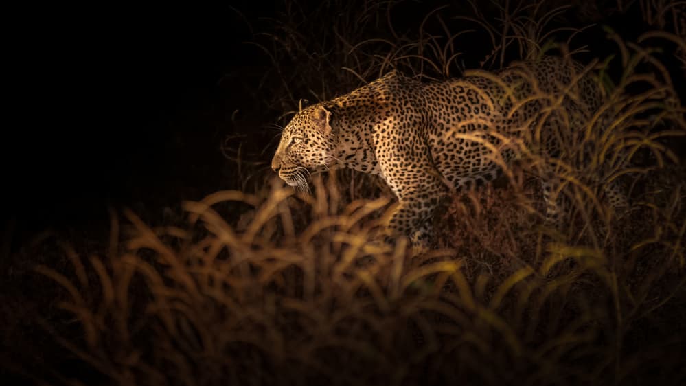 Nocturnal Leopard Prowl by Richard Liu — canvas wall art