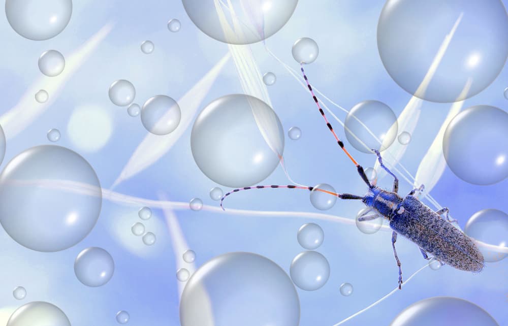 Floating Blue Beetle by Thierry Dufour — canvas wall art