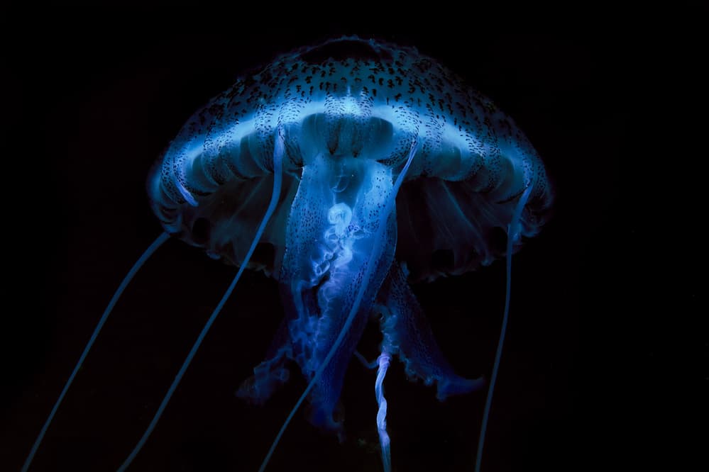 Glowing Blue Jellyfish by Romano Molinari — canvas wall art