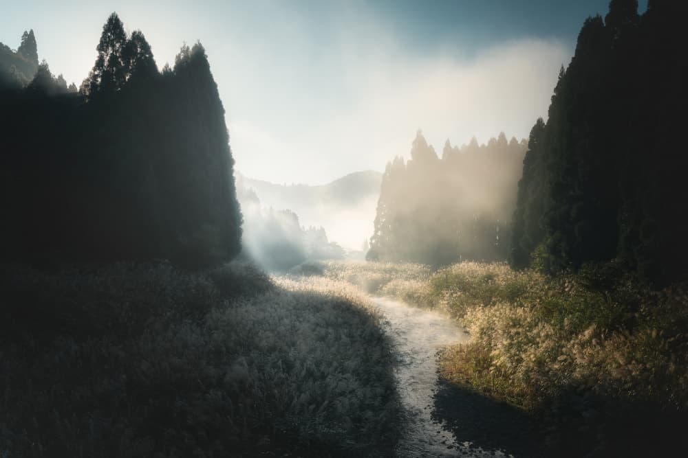 Misty Morning Path by Motoki Sumita — canvas wall art