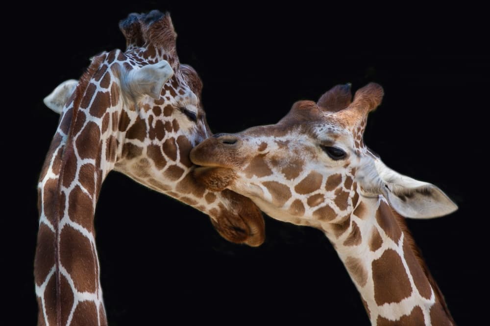 Gentle Giraffe Love