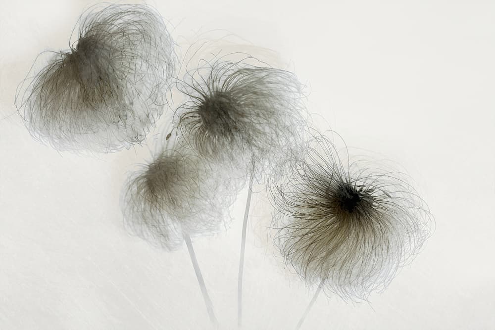 Clematis by Nel Talen — canvas wall art