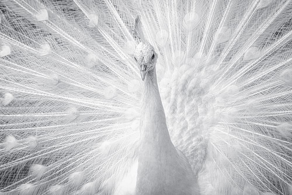 Majestic White Peacock by Hamza Qarooni — canvas wall art