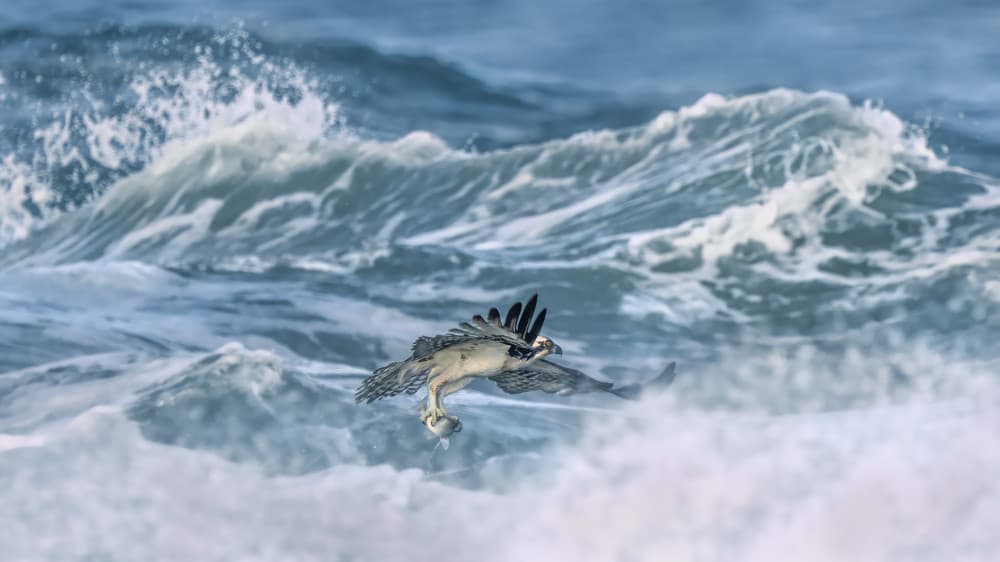 Wild Osprey Ocean Hunt by John Fan — canvas wall art