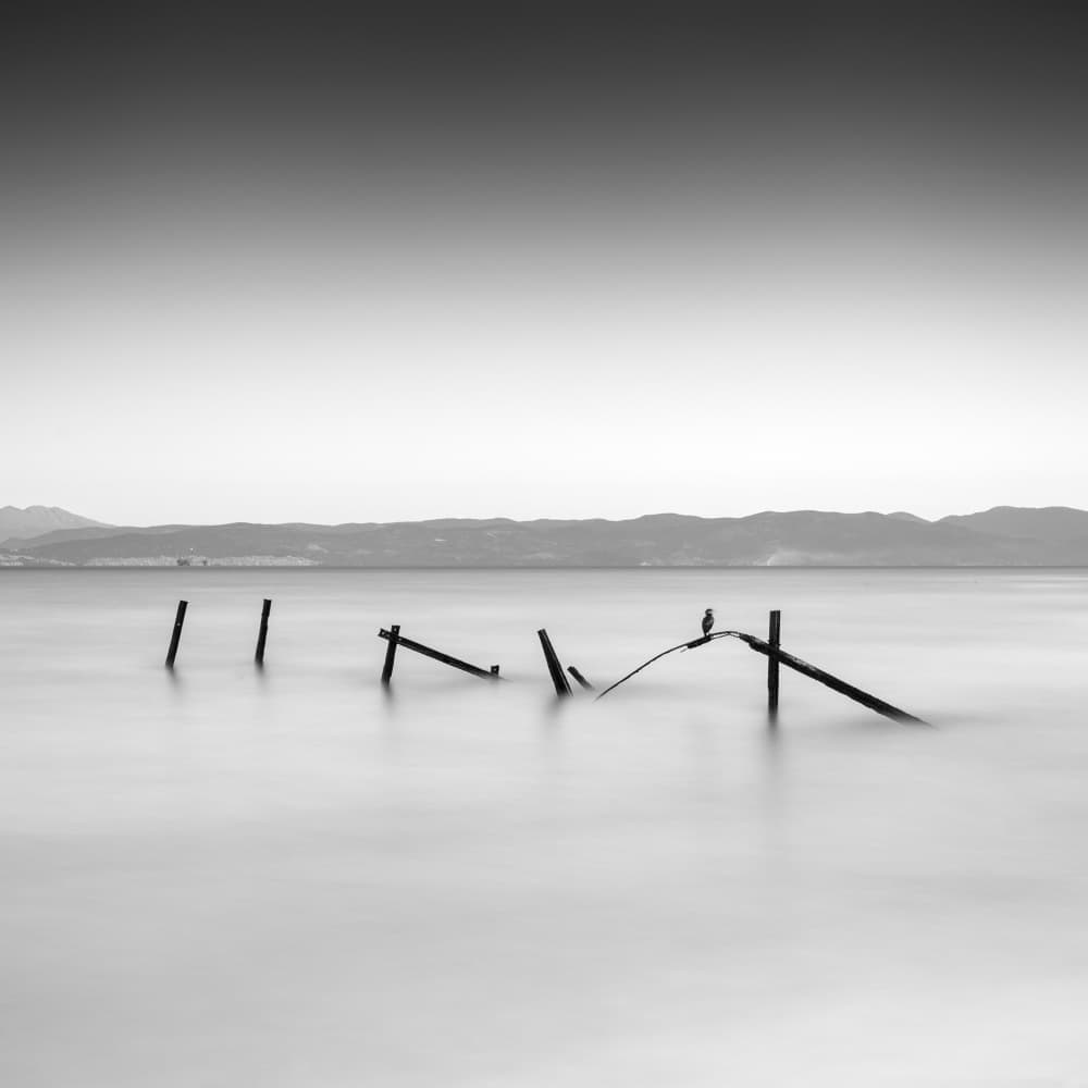 Lone Bird Still Waters by Catalin Baican — canvas wall art