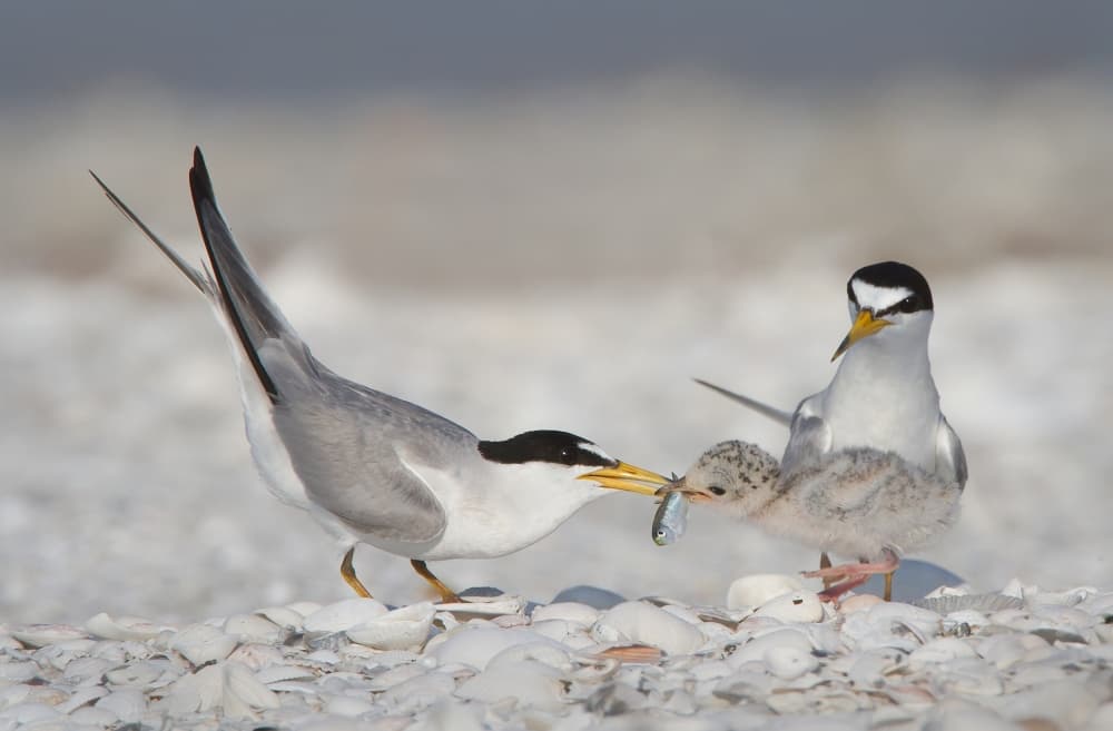 Terns Feed Chick by Fabiola Forns — canvas wall art