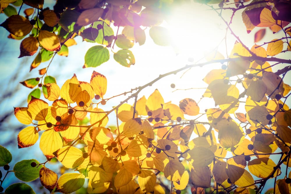 Golden Autumn Sunlight by Tal Paz-Fridman — canvas wall art