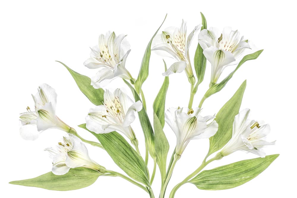 Alstroemeria by Mandy Disher — canvas wall art
