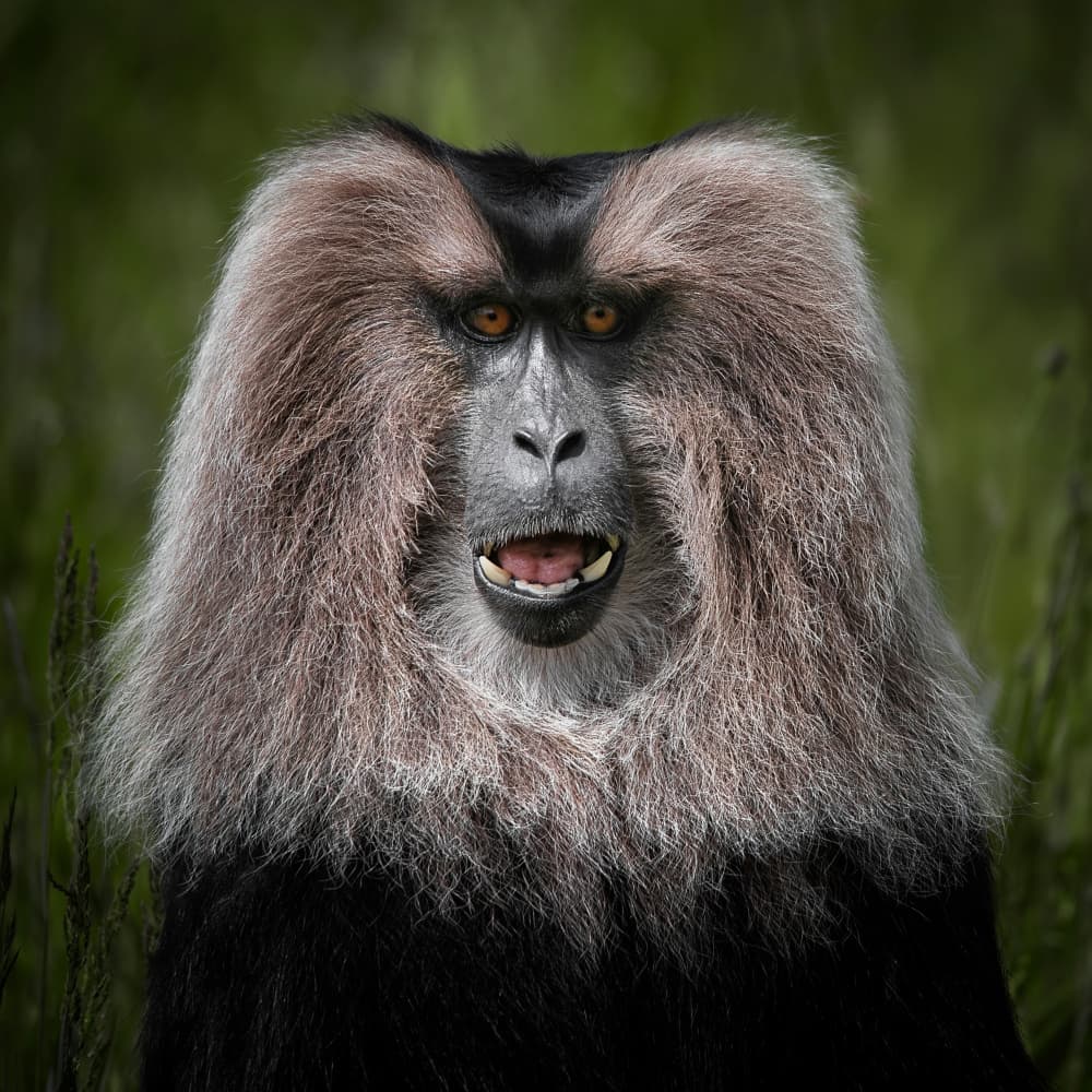 Intense Macaque Stare by Mathilde Guillemot — canvas wall art