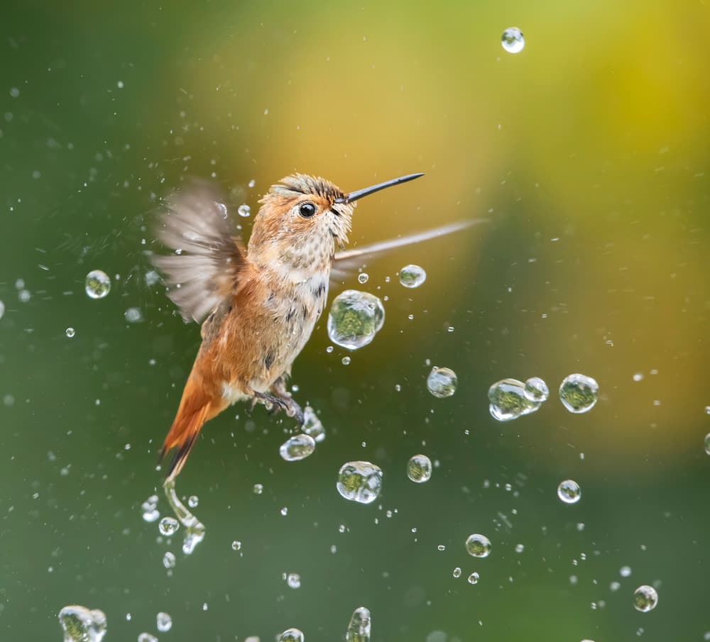 Hummingbird Water Splash by Judy Tseng — canvas wall art