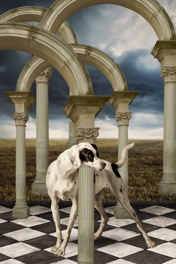 Dalmatian Under Arches