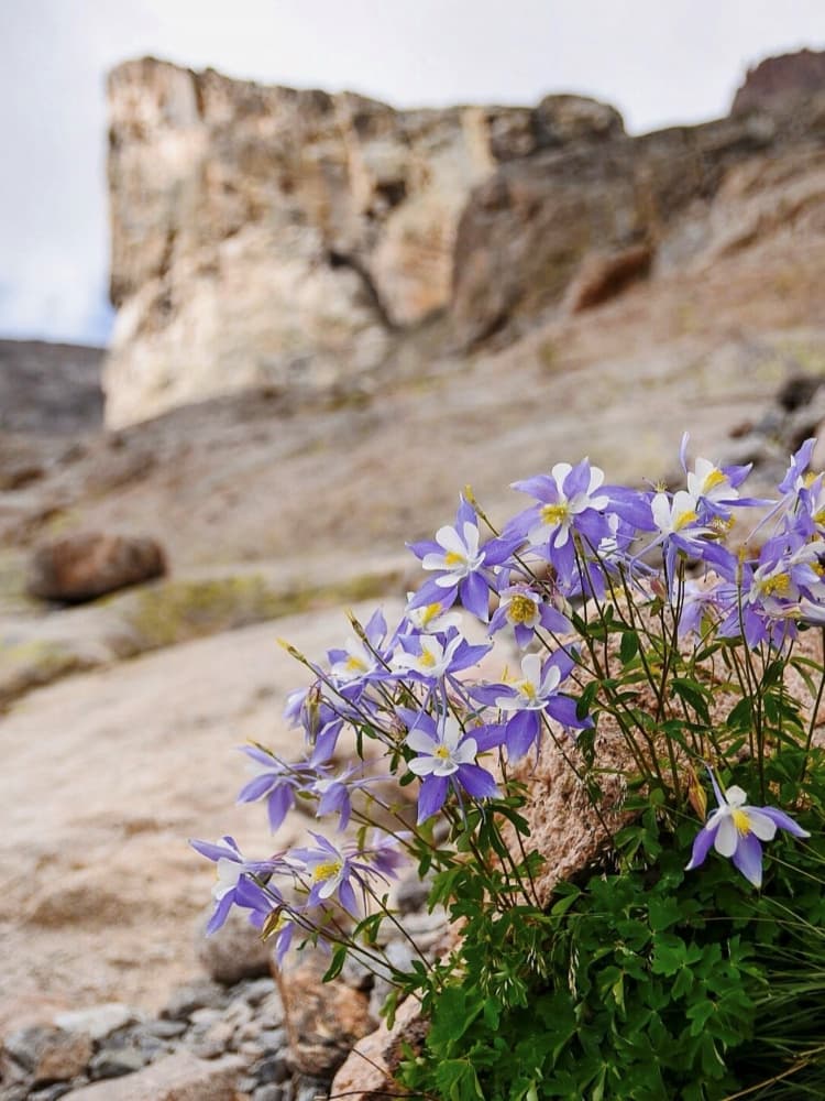 Rocky Mountain Columbine by Del Mundo Imagery — canvas wall art