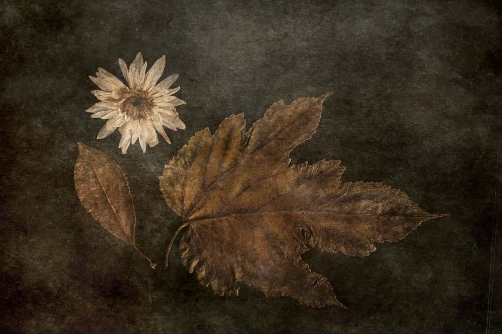 Dried Autumn Botanicals by Cicek Kiral — canvas wall art