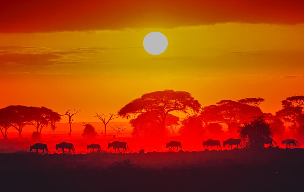 Wildebeest African Sunset by Jeffrey C. Sink — canvas wall art