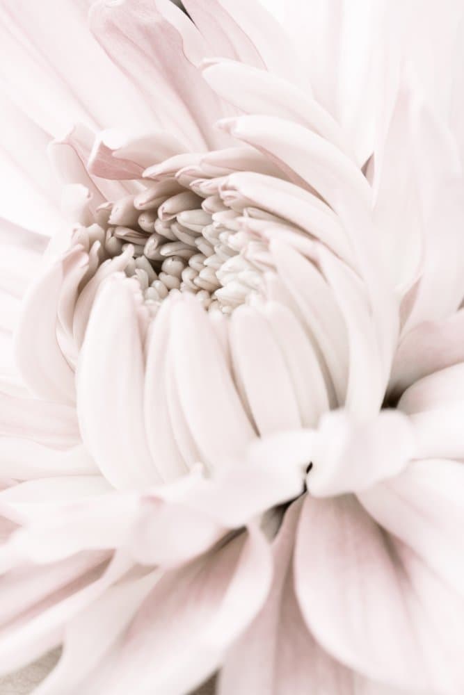 Soft Pink Bloom by Pictufy Studio III — canvas wall art