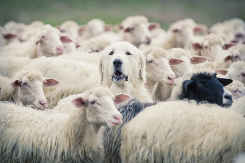 Guardian Dog Among Sheep by Adrian Popan — canvas wall art