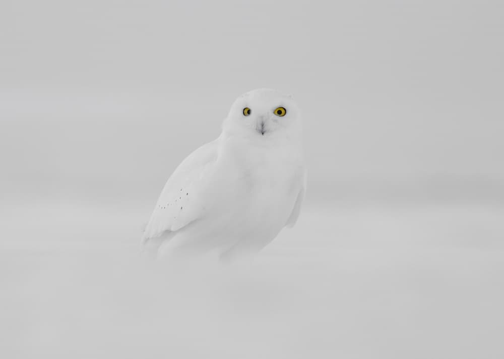 Majestic Snowy Owl by Tony Xu — canvas wall art