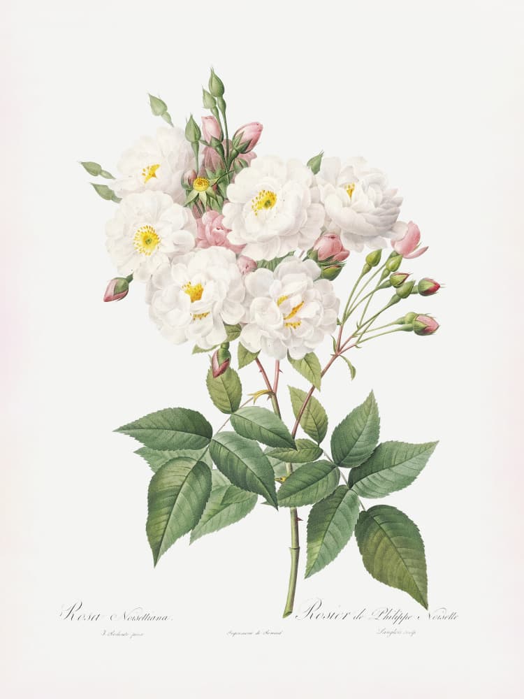 Rosa × Noisettiana, Les Roses (1817–1824) by Pierre-Joseph Redoute — canvas wall art