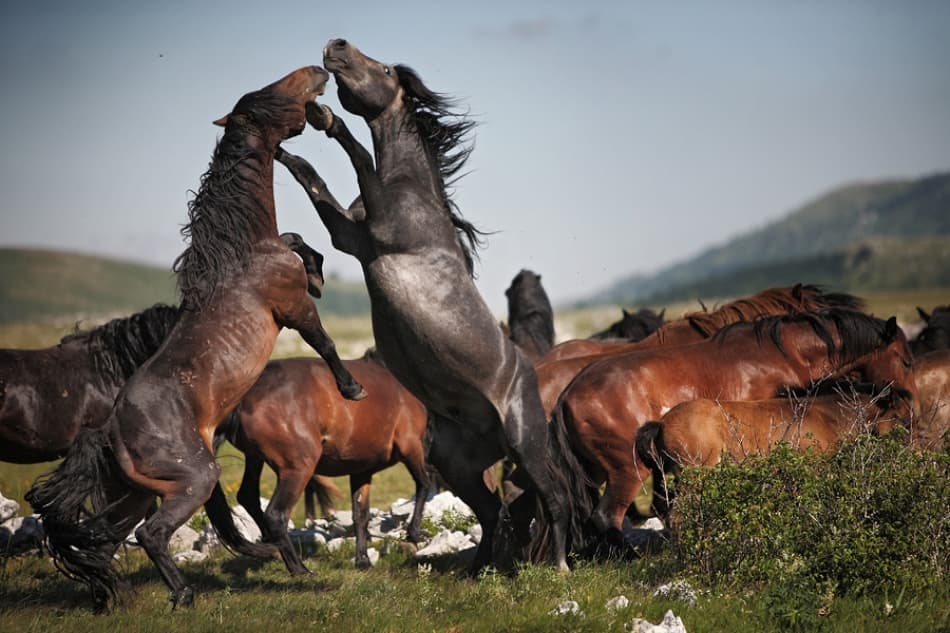 Untamed Horses Clash by Vedran Vidak — canvas wall art