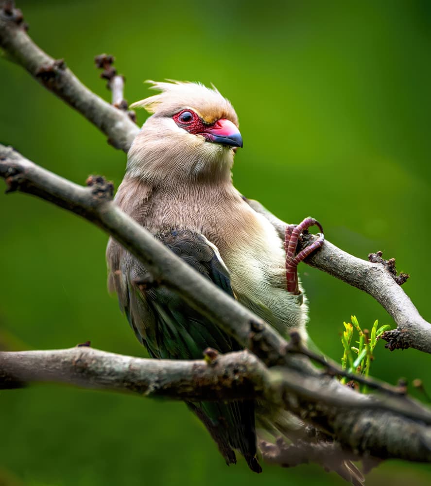 Vivid Mousebird Perched by Barbara Fletcher — canvas wall art