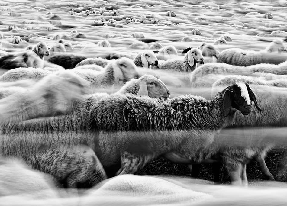 Flowing Flock of Sheep by Liloni Luca — canvas wall art