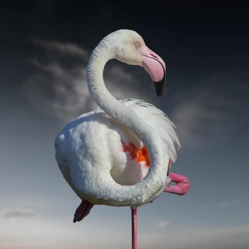 Elegant White Flamingo by Walter Caterina — canvas wall art