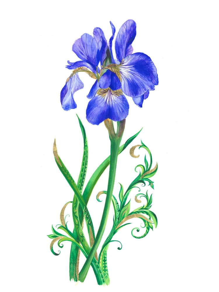 Single Blue Iris by Isabelle Brent — canvas wall art
