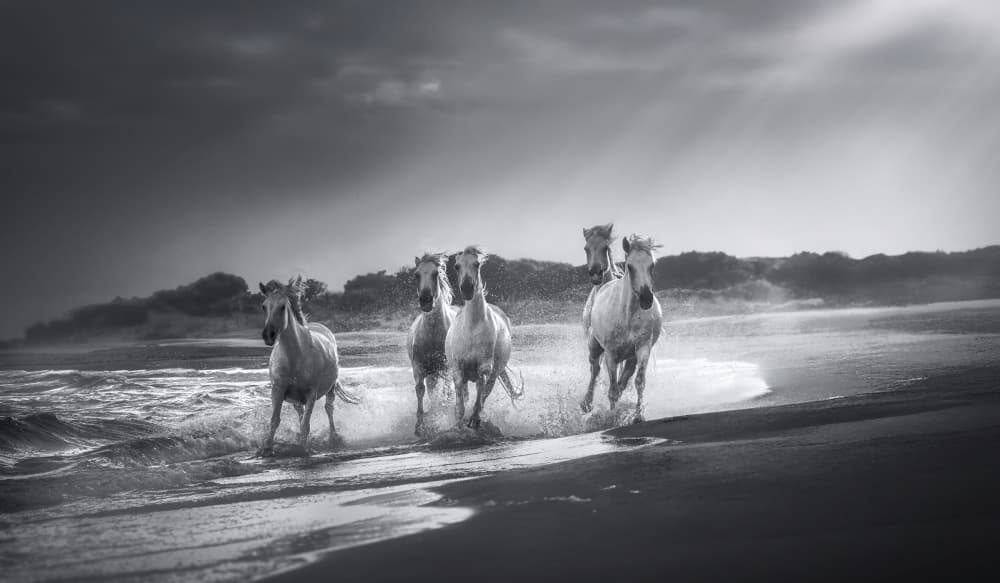 Wild White Horses by joanaduenas — canvas wall art