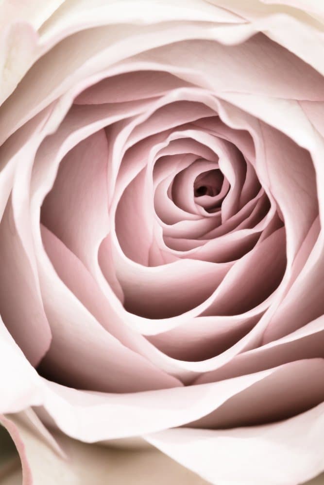 Blush Petal Swirl by Pictufy Studio III — canvas wall art