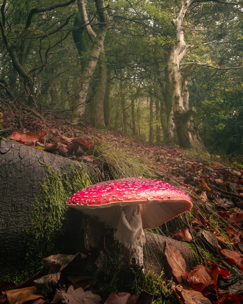 Enchanted Forest Mushroom by Francis Wilson — canvas wall art