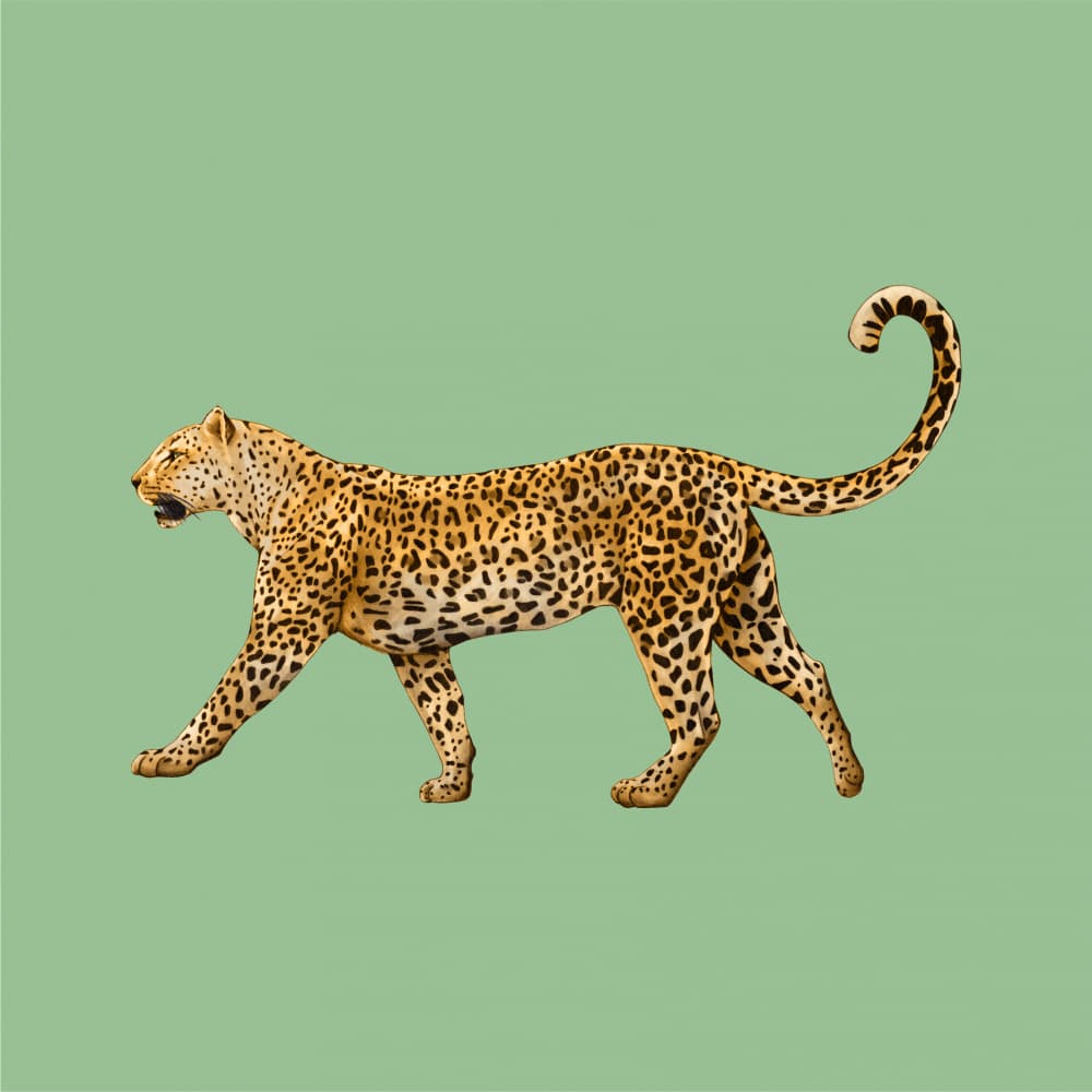 Spotted Leopard on Green by Giulia Borsi — canvas wall art