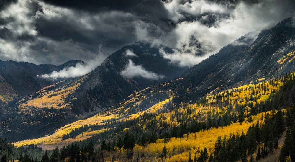 Golden Aspen Valley by Abbas Ali Amir — canvas wall art