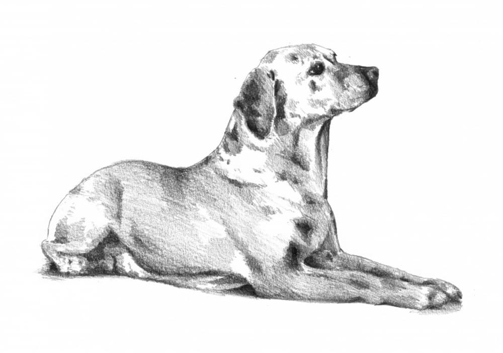 Lying Spotted Dog by Kulik — canvas wall art