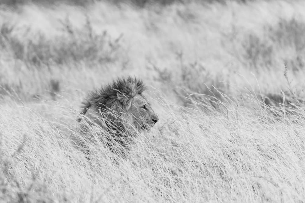 Watchful African Lion by Caroline Wirtz — canvas wall art