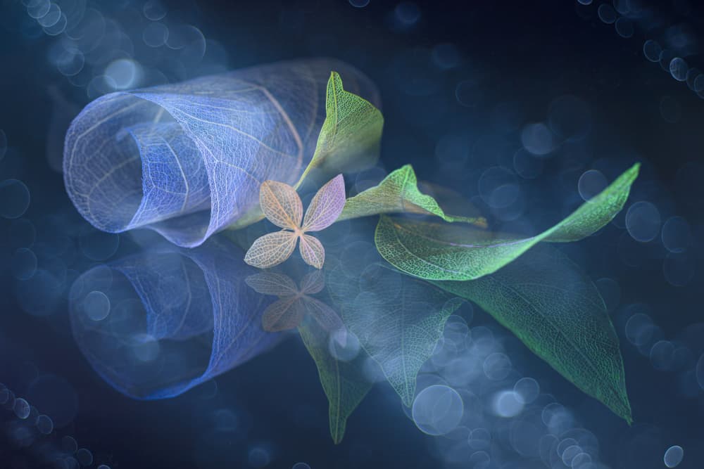 Dreamy Botanical Reflection by Igor Kopcev — canvas wall art