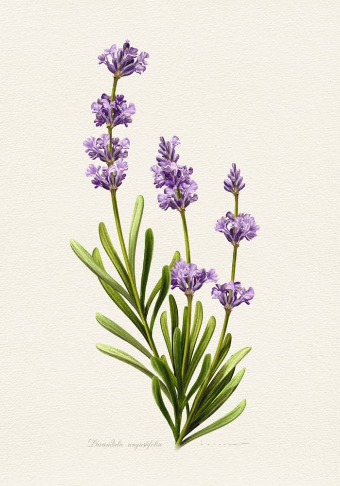Elegant Lavender Botanical by Juan Hernaz — canvas wall art